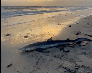 Schermata 2023-12-04 alle 09.01.31